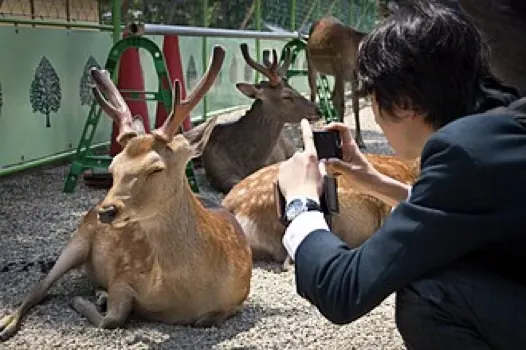 Nara's Sika Deer May Form “Shikadamari” to Busk for Kids in Summer Break